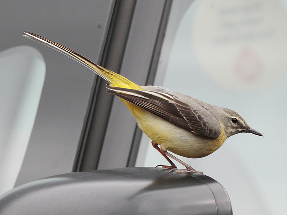 Grey Wagtail - Llantrisant - Wales