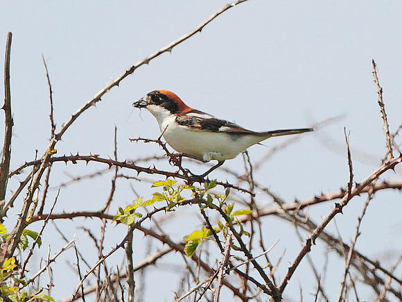 Woodchat Shrike - Wales