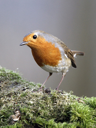 Robin - Nelson - Wales