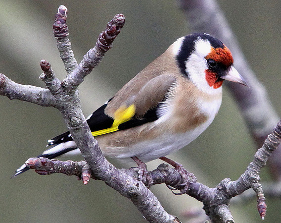 Goldfinch - Wales