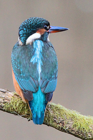 Kingfisher - Cardiff - Wales