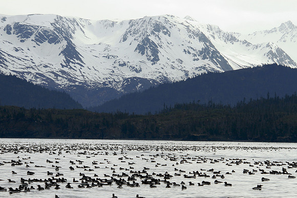 nr Bird Islands Kachemak Bay - Alaska