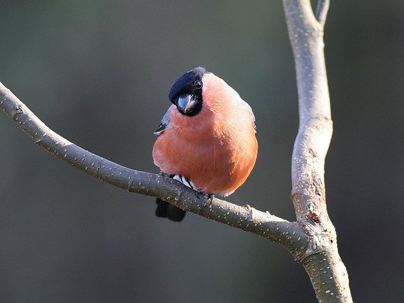 Bullfinch - Cardiff - Wales