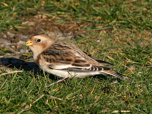 Snow Bunting - Nash Point - Wales