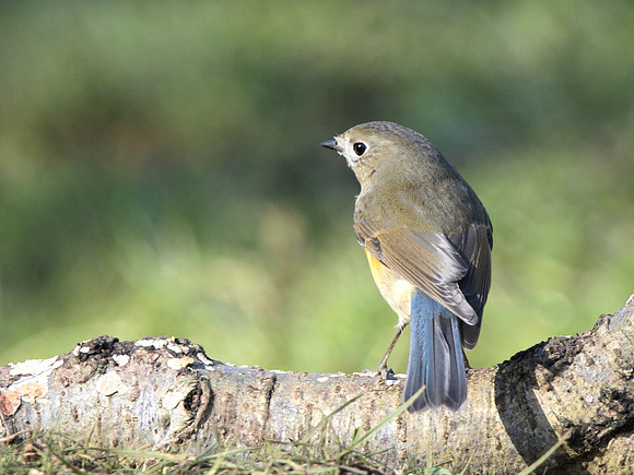 Red flanked Bluetail - England