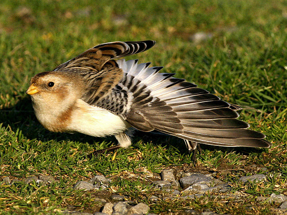 Snow Bunting - Glamorgan - Wales