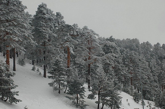 Sierra Guadarrama - Madrid - Spain