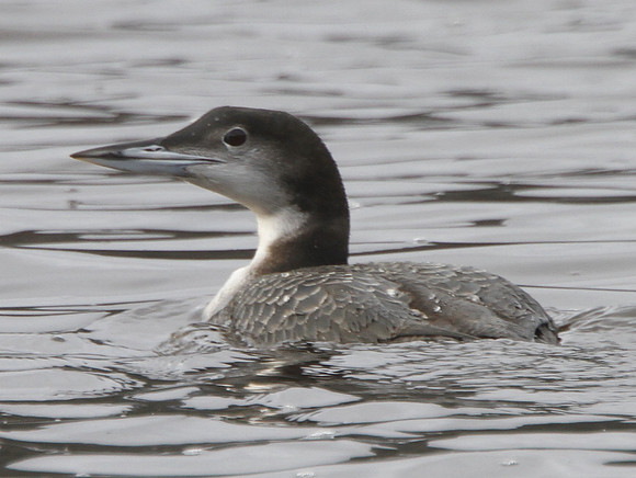 Great Northern Diver - Llwyn On - Wales