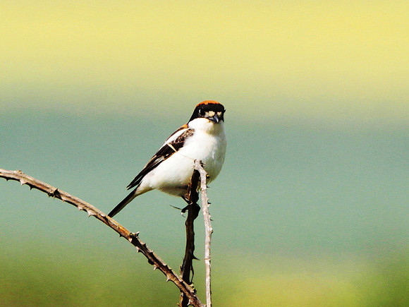Woodchat Shrike - Wales