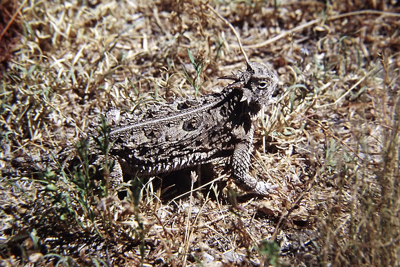 Texas horned Lizard - Texas - USA