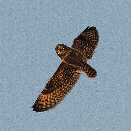 Short eared Owl - Rumney Great Wharf - Wales
