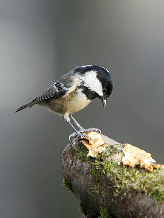 Coal Tit - Nelson - Wales