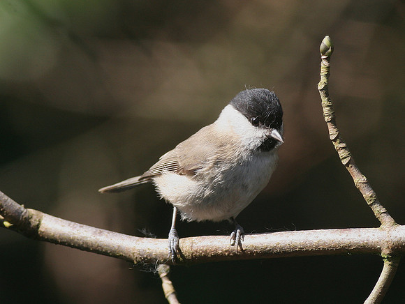 Marsh Tit - Glamorgan - Wales