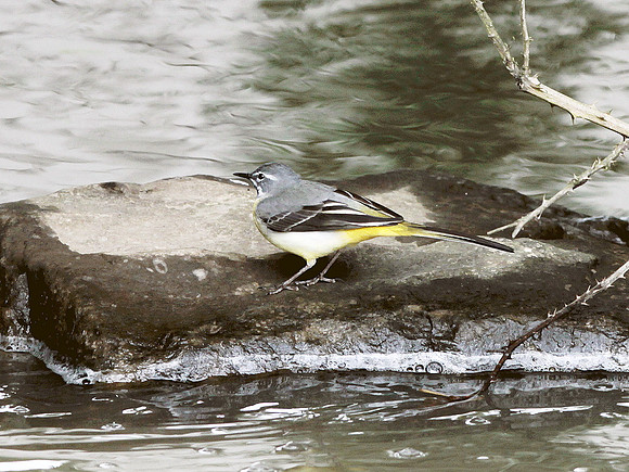 Grey Wagtail - Llantrisant - Wales