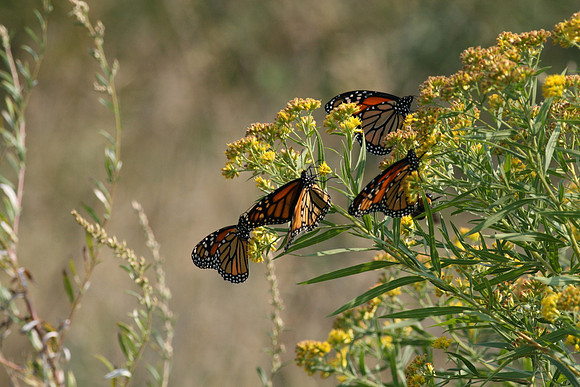 Monarch butterflies