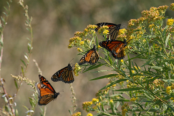 Monarch butterflies
