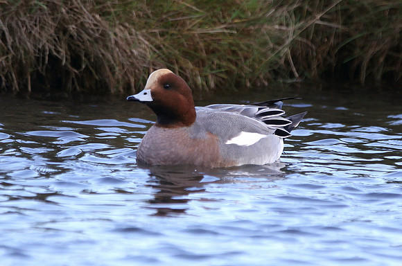 Eurasian Wigeon - Cley - Norfolk