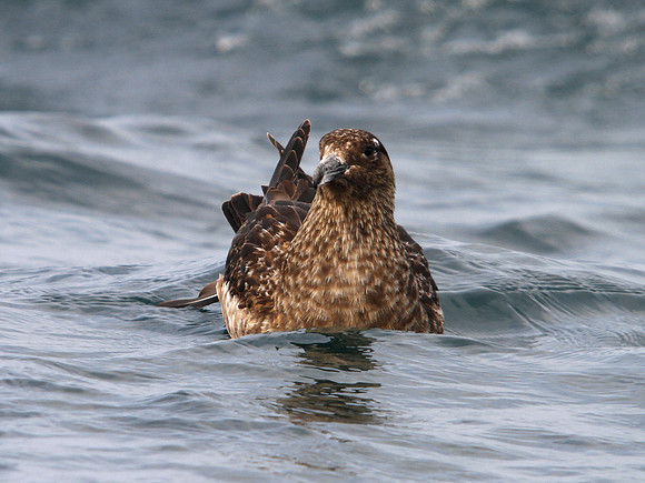 Great Skua - English Channel