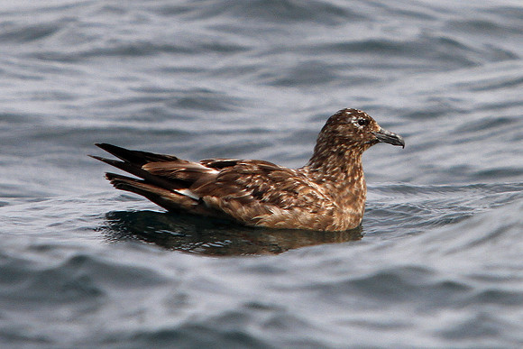 Great Skua - English Channel