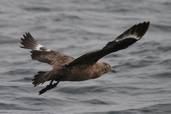 Great Skua - English Channel