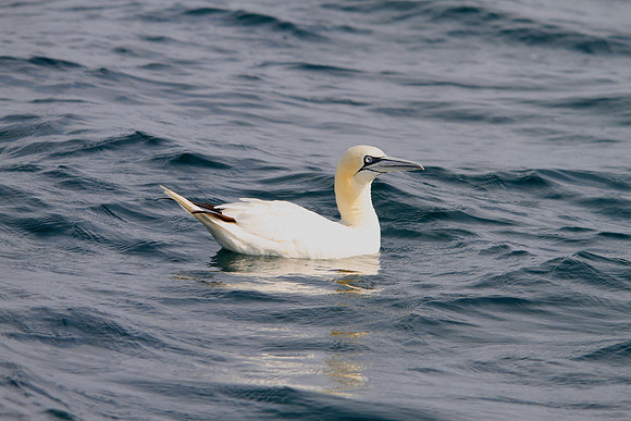 Northern Gannet - English Channel