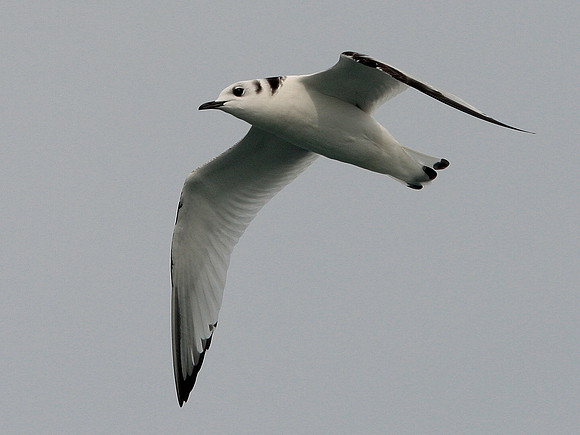 Kittiwake - English Channel