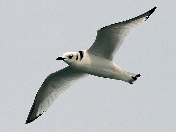 Kittiwake - English Channel