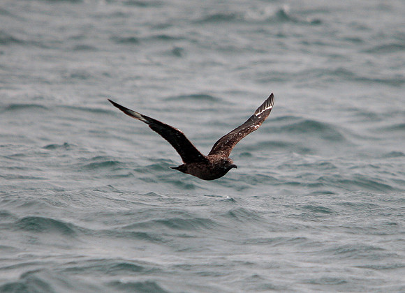 Great Skua - English Channel