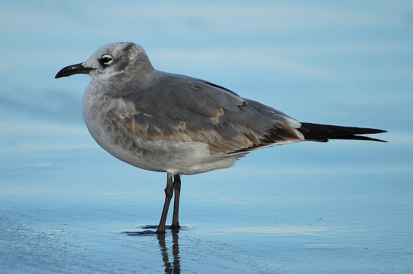 Laughing Gull - Porthcawl - Wales