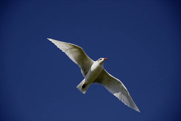 Mediterranean Gull - Bracelet Bay - Gower - Wales