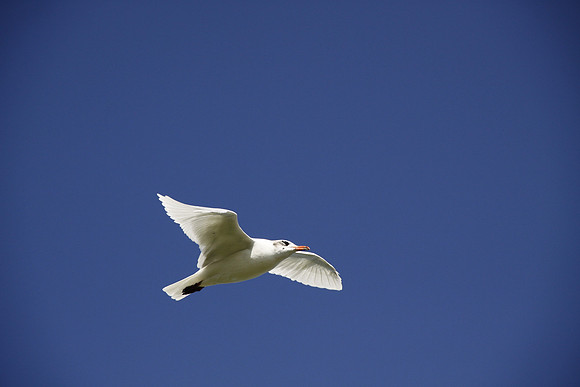 Mediterranean Gull - Bracelet Bay - Gower - Wales