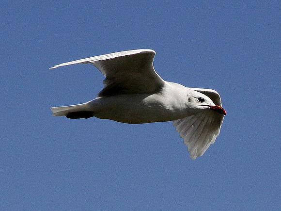 Mediterranean Gull - Bracelet Bay - Gower - Wales
