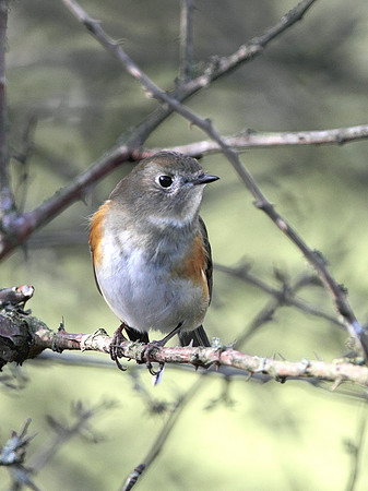 Red flanked Bluetail - Marshfield - Gloucestershire