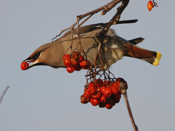 Waxwing - Bridgend - Wales
