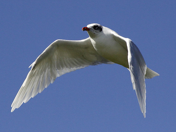 Mediterranean Gull - Bracelet Bay - Gower - Wales