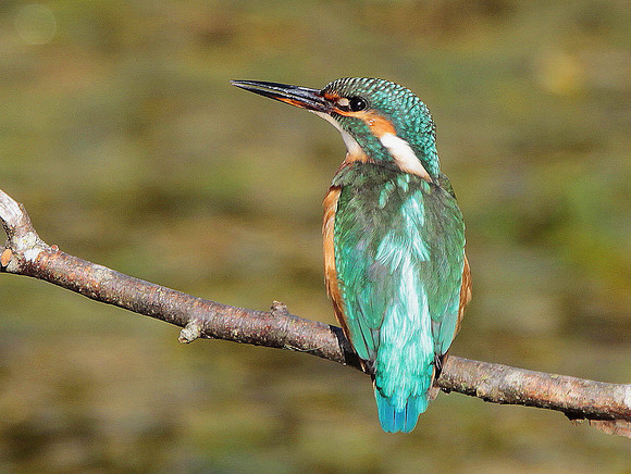 Kingfisher - Cardiff -Wales