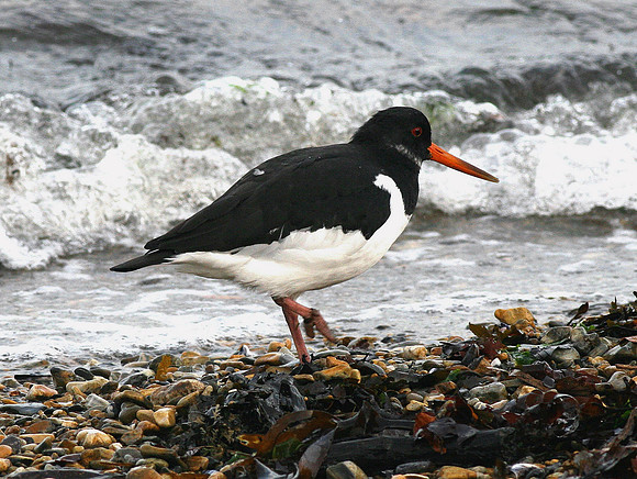 Oystercatcher - Pembs - wales