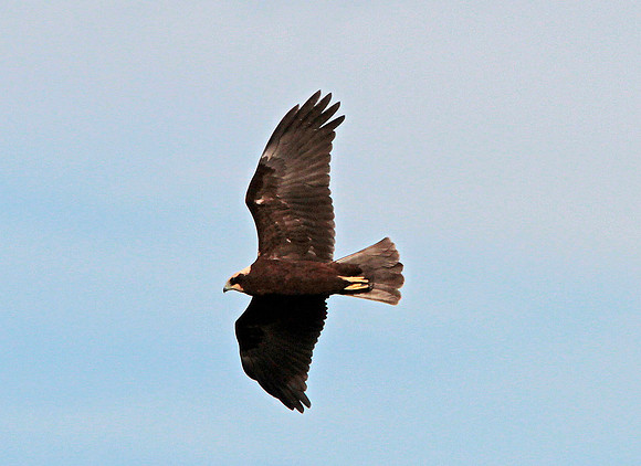Marsh Harrier female - Camargue - France