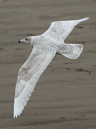 Glaucous Gull