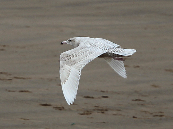 Glaucous Gull