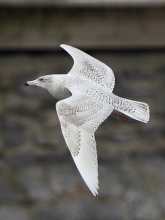 Glaucous Gull