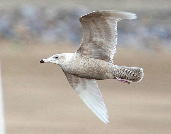 Glaucous Gull