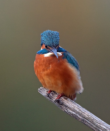Kingfisher female - Vale of Glamorgan - Wales