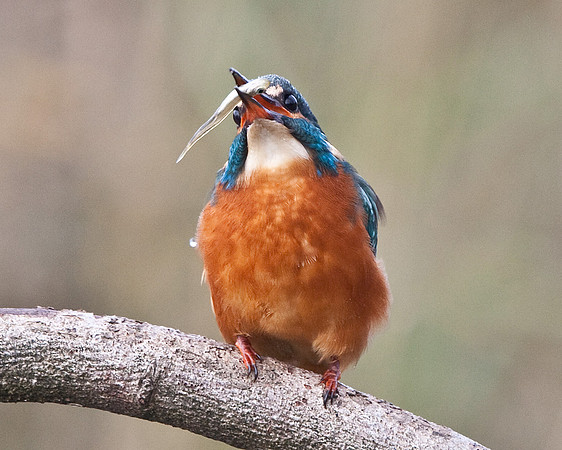 Kingfisher female - Vale of Glamorgan - Wales