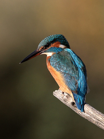 Kingfisher - Cardiff UK