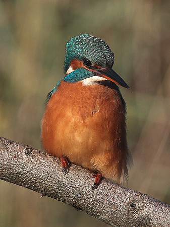 Kingfisher - Cardiff UK