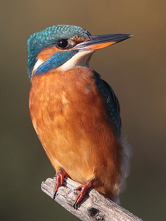 Kingfisher female - Vale of Glamorgan - Wales