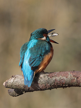 Kingfisher female - Vale of Glamorgan - Wales