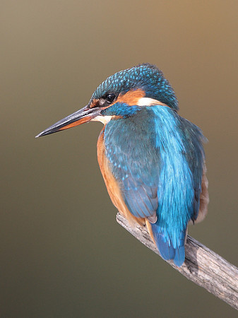 Kingfisher female - Vale of Glamorgan - Wales
