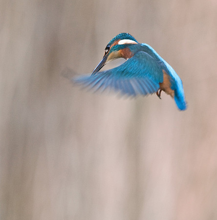 Kingfisher - Cardiff - Wales